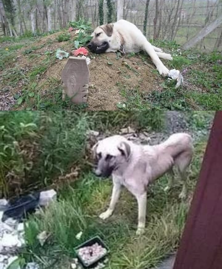 Loyal Dog’s Daily Cemetery Visits Show That Love Never Fades