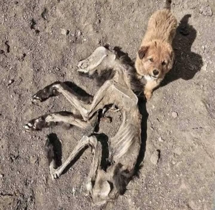 Viral Photos of Lone Puppy Mourning Capture the Internet’s Heart