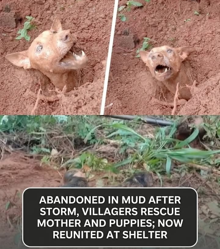 Mud, Miracles, and Motherly Love: A Village’s Inspiring Rescue