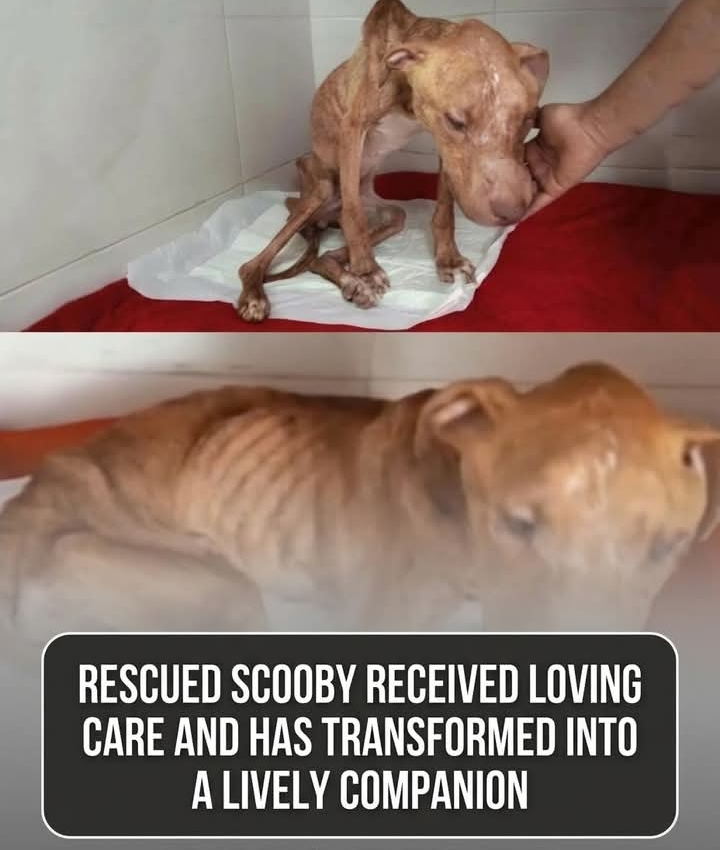 Scooby’s Second Chance: From Starvation to Stardom