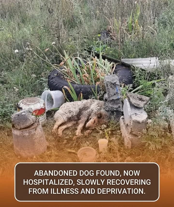 Rescue Hero Svetlana Saves Abandoned Dog Bunny, Inspires Hope in Remarkable Recovery Journey