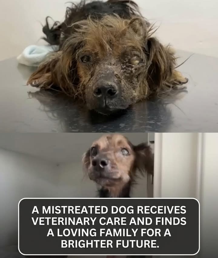 A Dog’s Final Plea: Will Hope Arrive in Time?