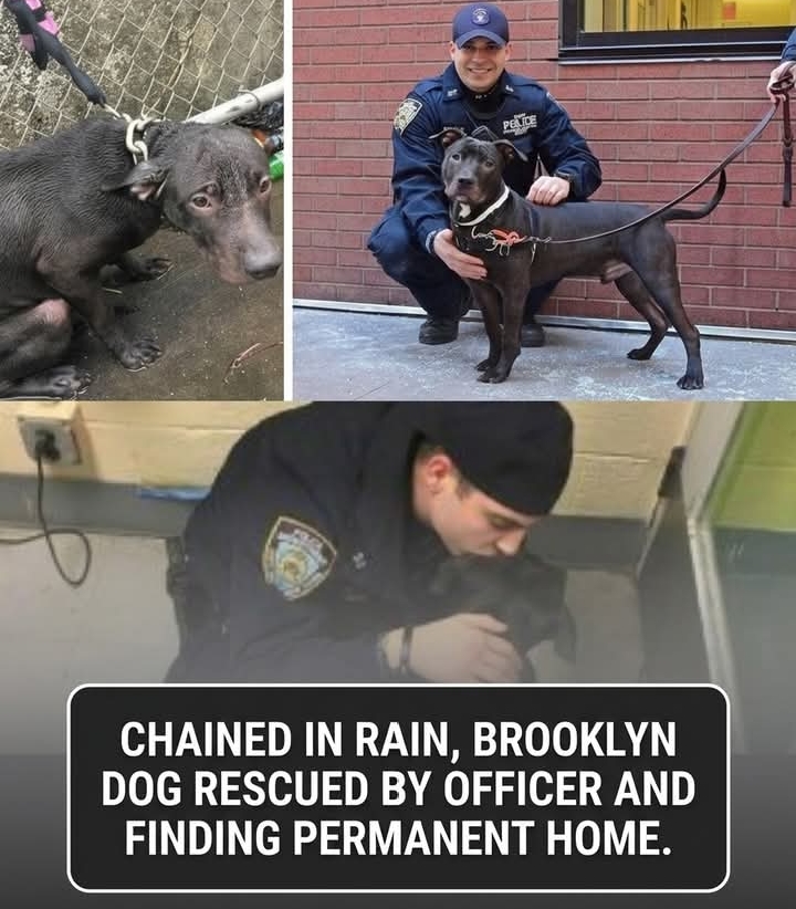 Officer’s Kindness Transforms Abandoned Dog’s Life