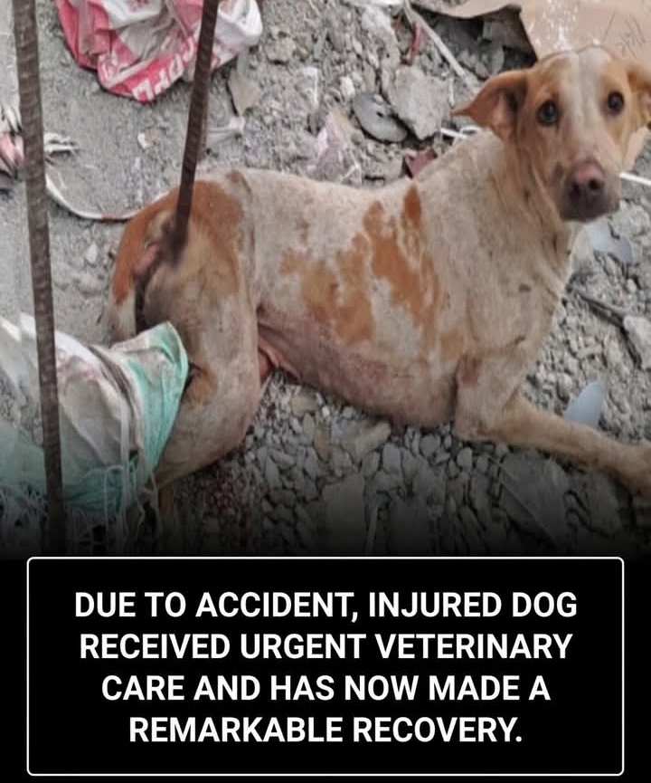 Brave Pooch’s Path to Recovery: Overcoming Injury and Emotional Trauma