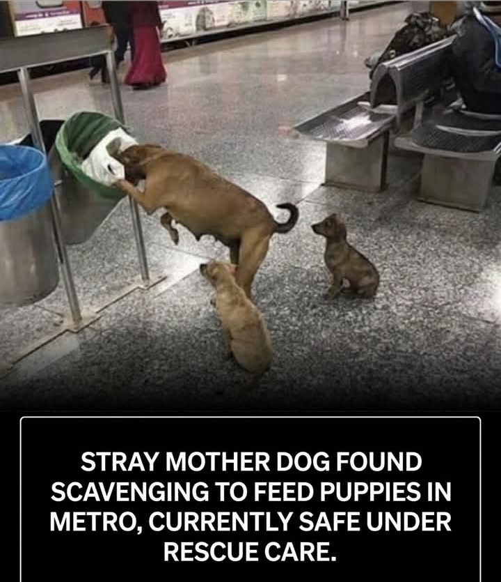 Stray Dog’s Incredible Journey Highlights Universal Power of Maternal Love and Sacrifice