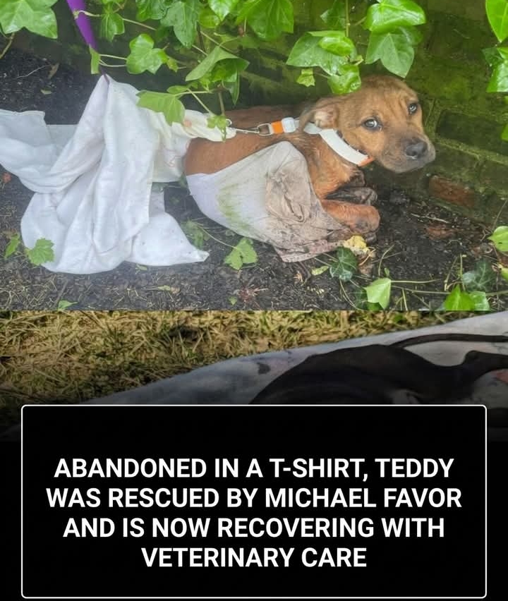 Rescued Pup Teddy Finds Hope and Trust After Heartbreaking Abandonment