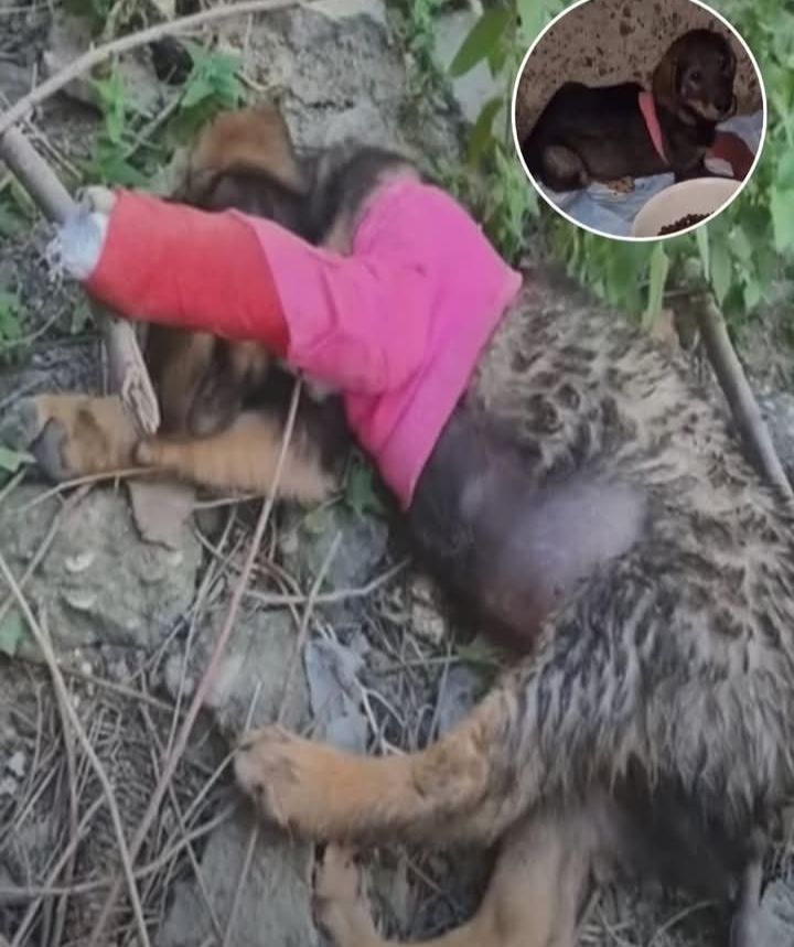 From Abandonment to Joy: The Heartwarming Rescue of Puppy Kompot