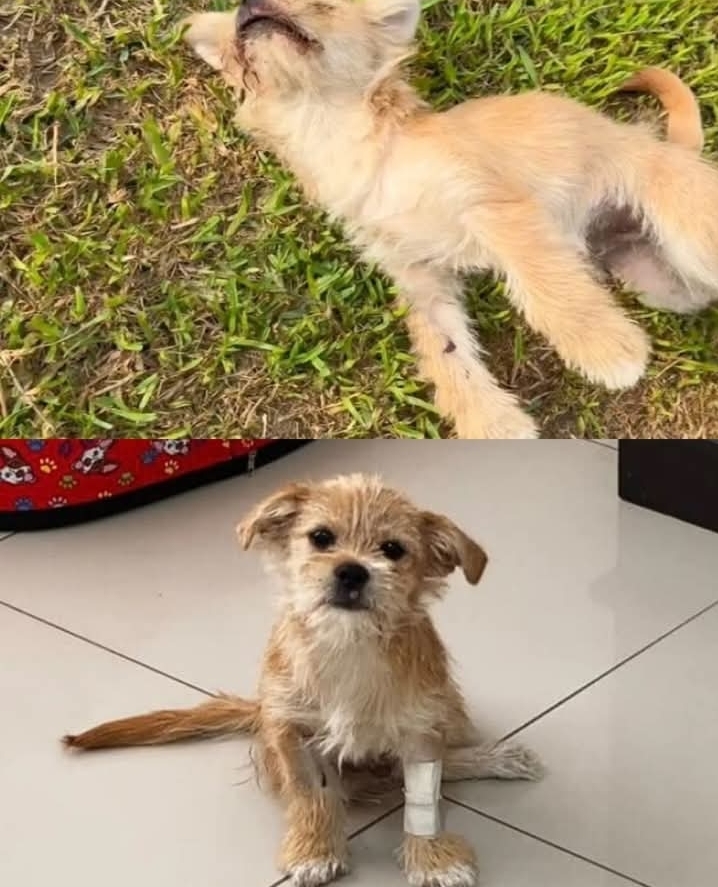 Heroic Rescue: How Vanessa Grandez Saved Peluchin, the Dog Who Found a New Life on Wheels