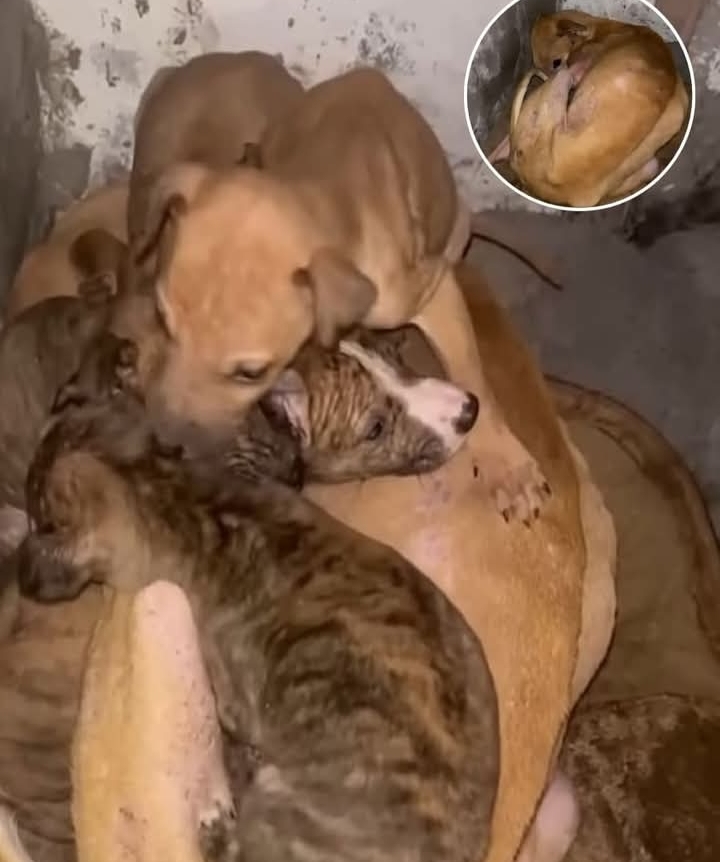 Abandoned Dog Finds Hope and Safety with Compassionate Rescuer
