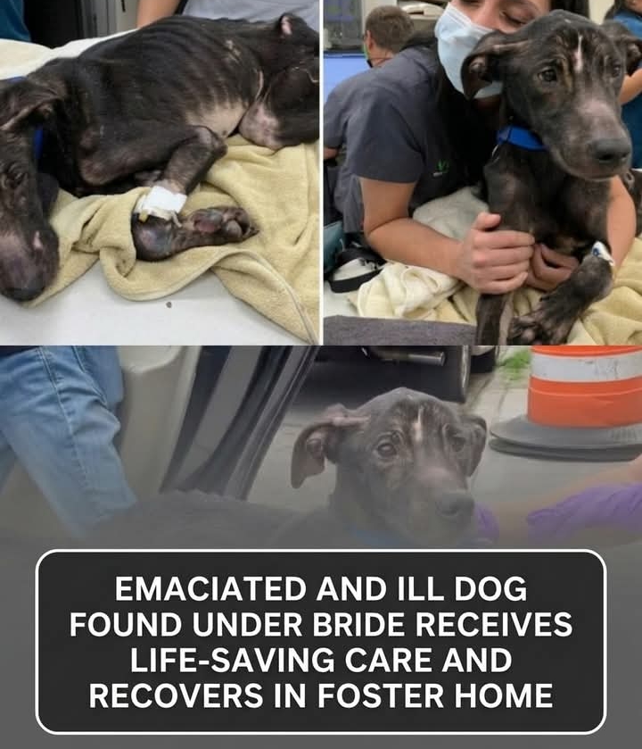 From Skin and Bones to Beloved Companion: Timmy’s Incredible Transformation