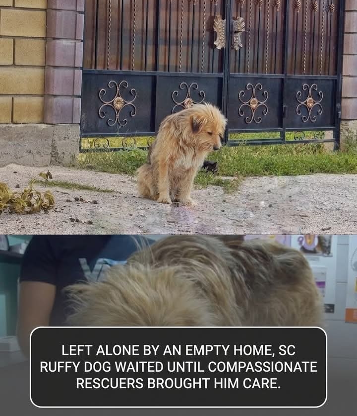 Faithful Oscar Finds New Love After Heartless Abandonment