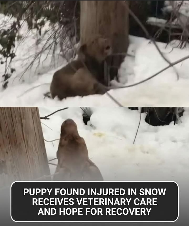 Wounded Puppy Rescued from Freezing Cold Finds Hope and Love