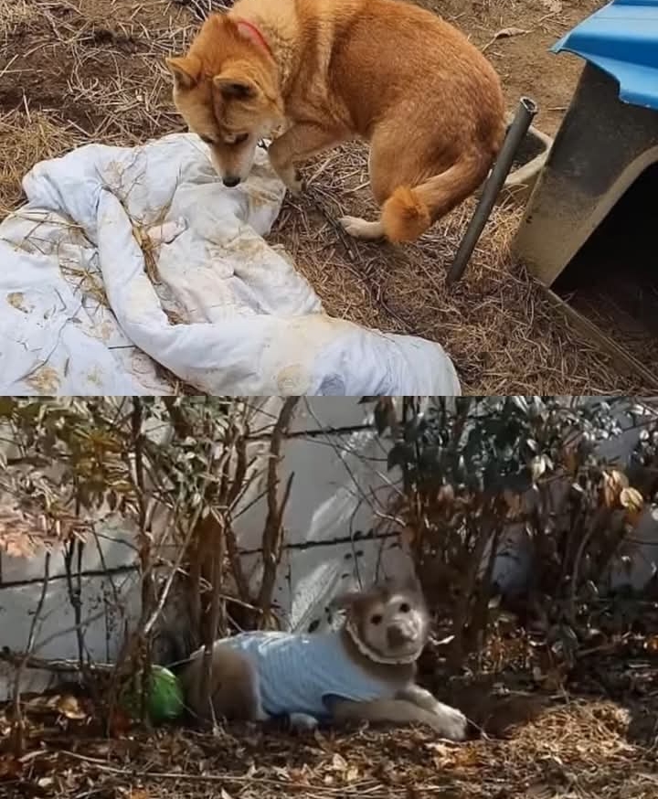 From Chains to Freedom: A Mother’s Love and Heroes’ Rescue Transform a Puppy’s Life