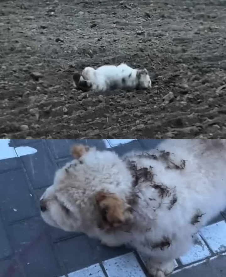 From Rescue to Recovery: Puppy Finds Hope and Healing