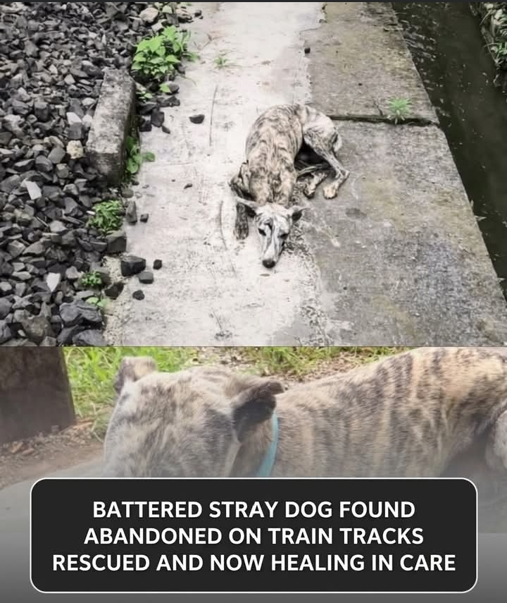 Hope’s Journey: From Tragedy to Triumph