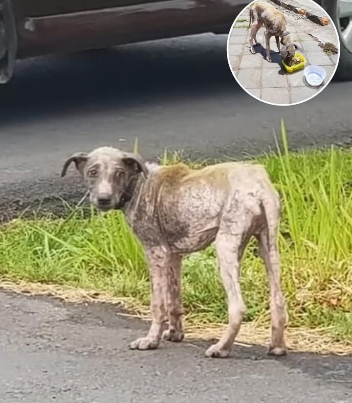 Sunny’s Transformation: From Street Survivor to Beloved Family Member