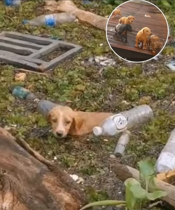 From Abandonment to Adoration: Rescued Puppies Find Hope and New Homes