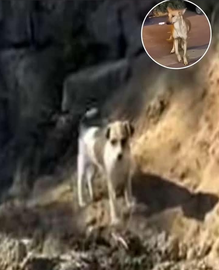 Rescue of Mother Dog and Pups: A Tale of Heartwarming Sacrifice and New Beginnings