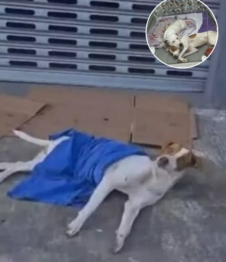 From Roadside Rescue to Forever Home: The Heartwarming Journey of Two Abandoned Puppies
