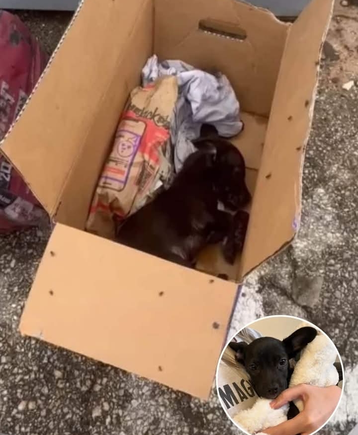 Rescued Puppy Tully Finds Forever Home After Touching Recovery Journey