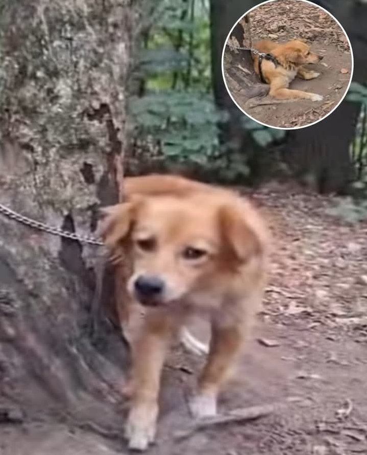 From Rooftops to Safety: Rescuers Save Dog Family from Floodwaters