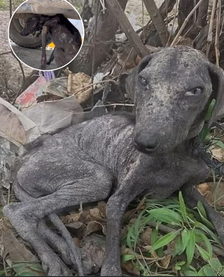 From Despair to Joy: Chula’s Heartwarming Rescue and Recovery