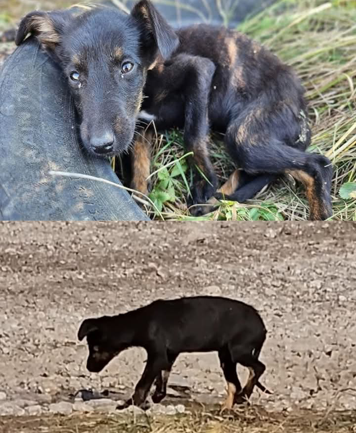 Hope and Resilience: Paw Squadron’s Race to Save a Stray Puppy