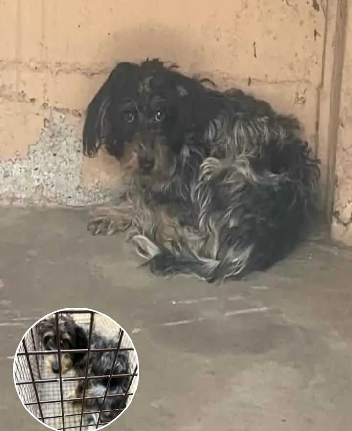 Dog Rescuer Suzette Hall Triumphs in Heartfelt Mission to Save Stray from Desolate Hiding Spot