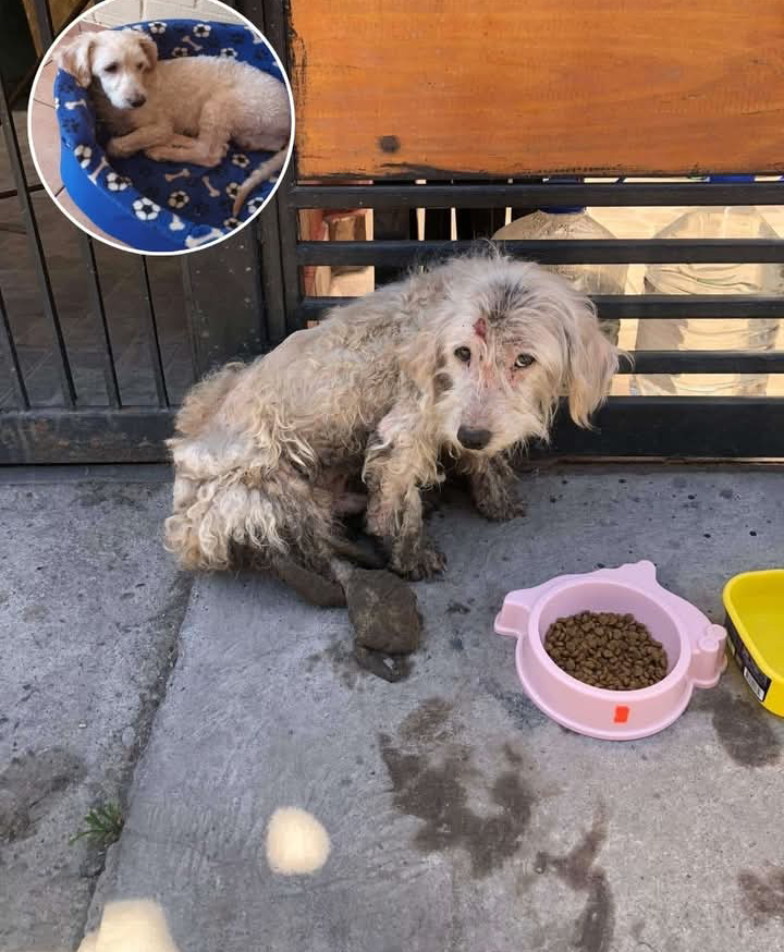 From Abandonment to Joy: Pablito’s Heartwarming Journey to a Loving Home