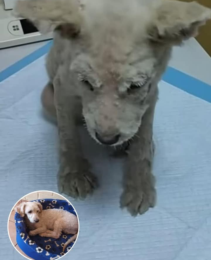 Puppy Rescue Sparks Community Heroism in San Dimas
