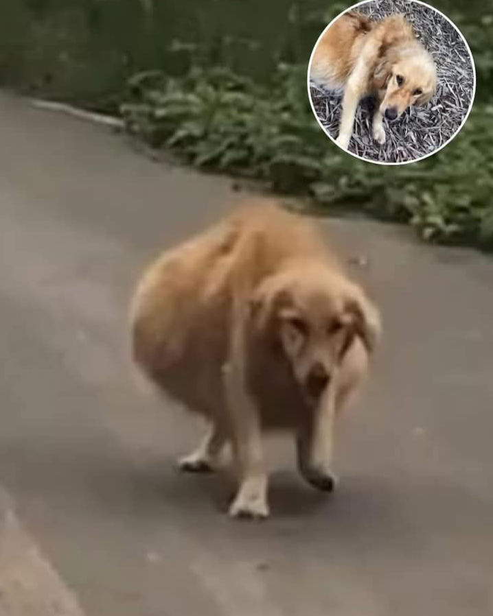 Rescue Mission: Stray Dog Finds Health and Happiness with Compassionate Strangers