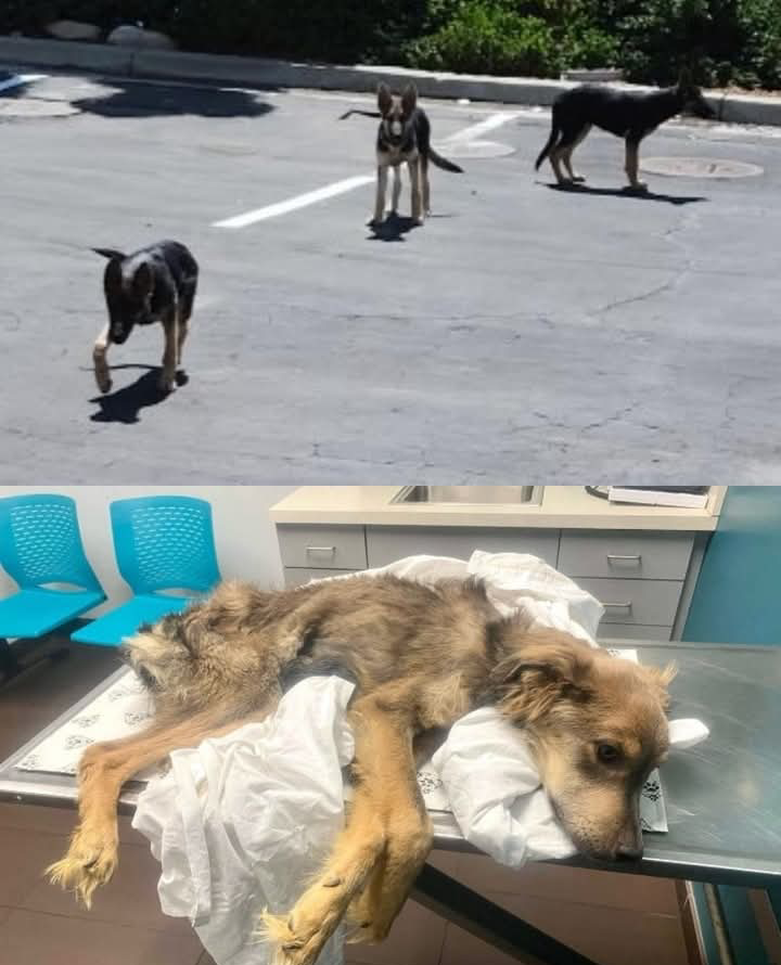 From Stray to Star: Sugar Snap’s Inspiring Journey to a Joyful New Life