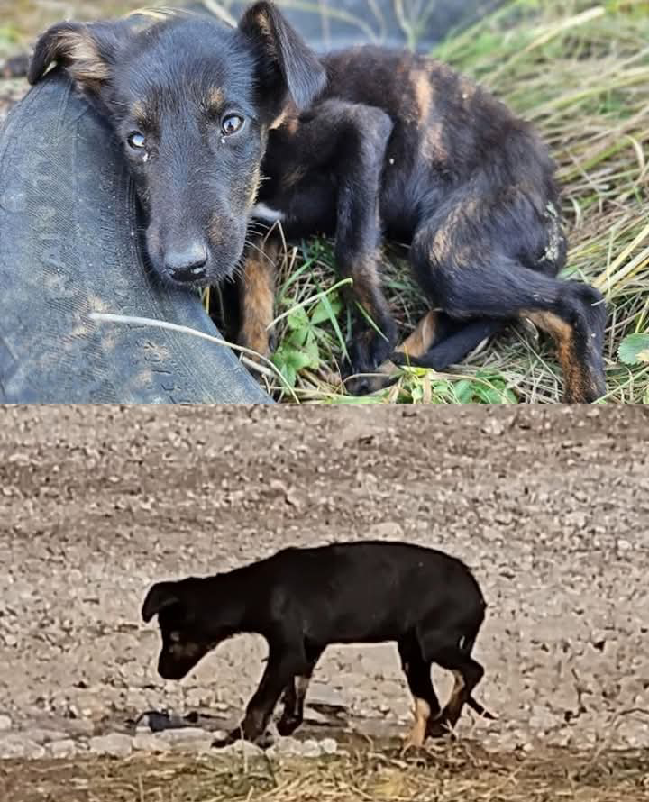 Hope and Resilience: Paw Squadron’s Race to Save a Stray Puppy