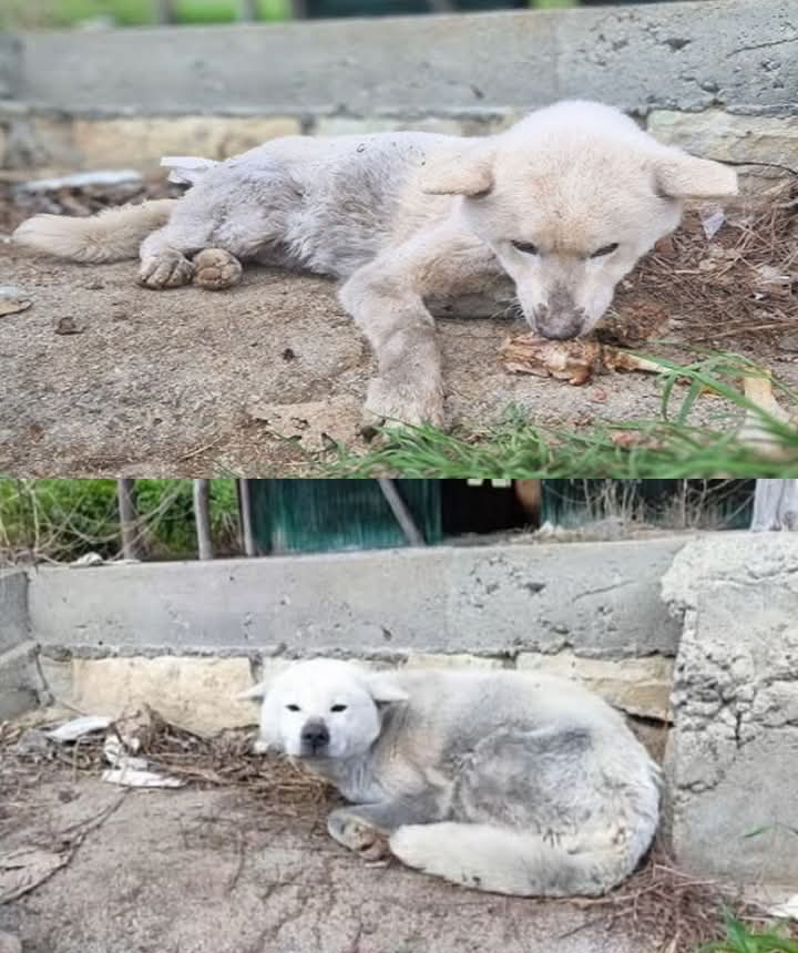 From Abandonment to Adoration: Keiko’s Journey to a Forever Home