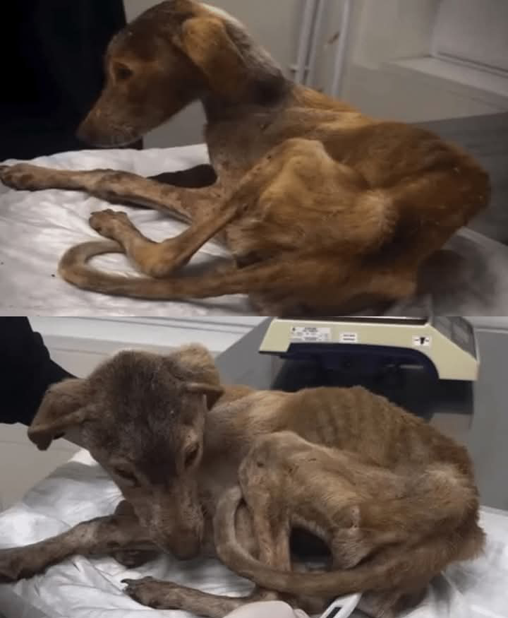 From Chains to Charm: Oliver’s Journey to a Loving Home