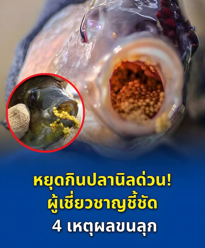 หยุดกินปลานิลด่วน! ผู้เชี่ยวชาญชี้ชัด 4 เหตุผลที่หลายคนฟังแล้วอึ้ง