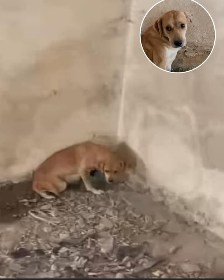 From Pit to Playful: Angel’s Inspiring Journey to Recovery and Trust