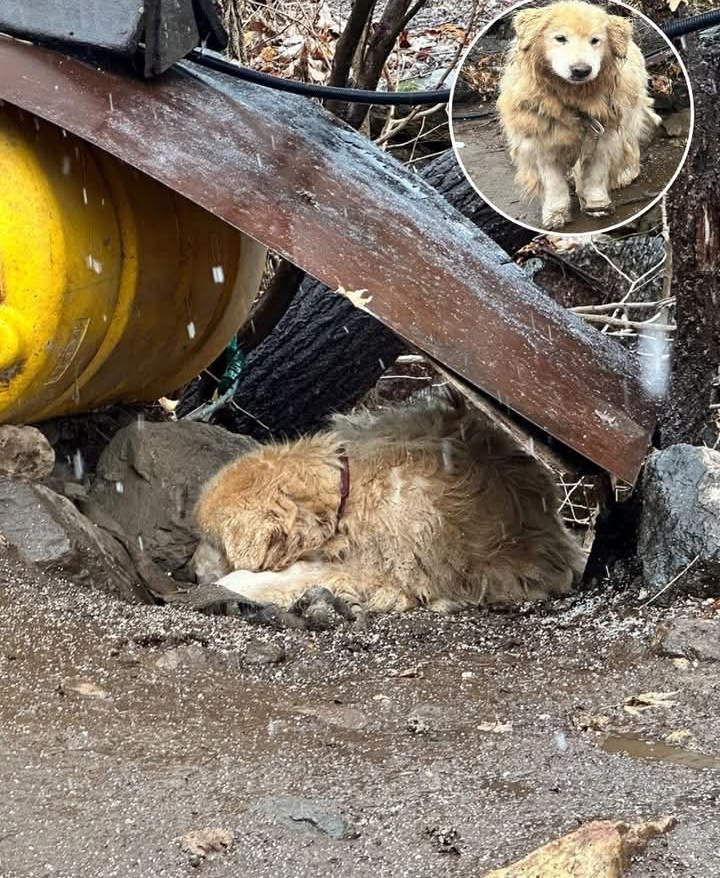 In the vast sea of heartbreaking dog tales, this one will definitely bring tears