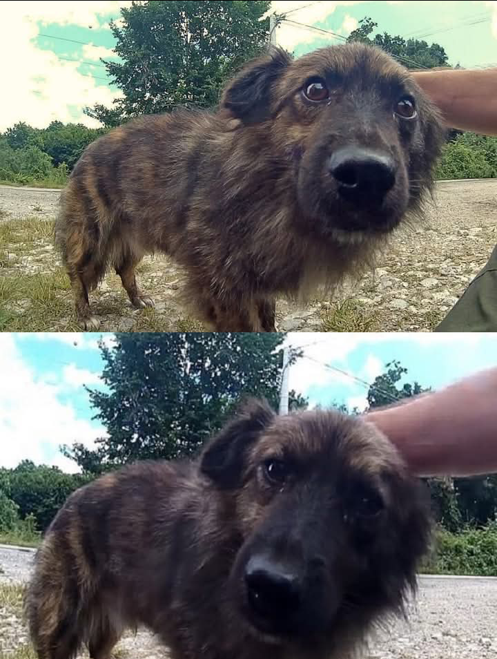 From the moment dogs come into this world, all they crave is love.