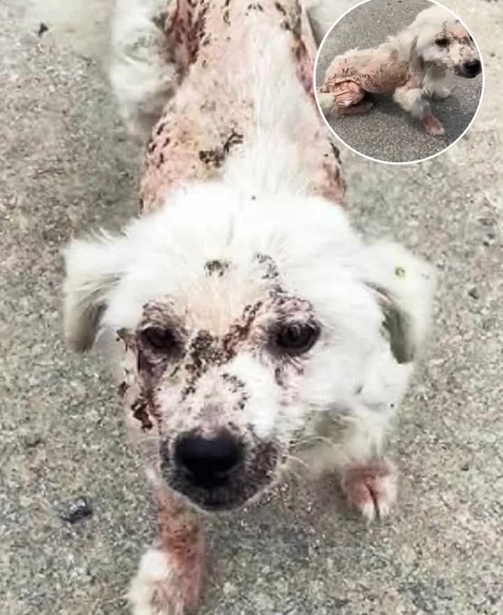 All alone, stray canines endure hunger on cold streets that become their home.&n