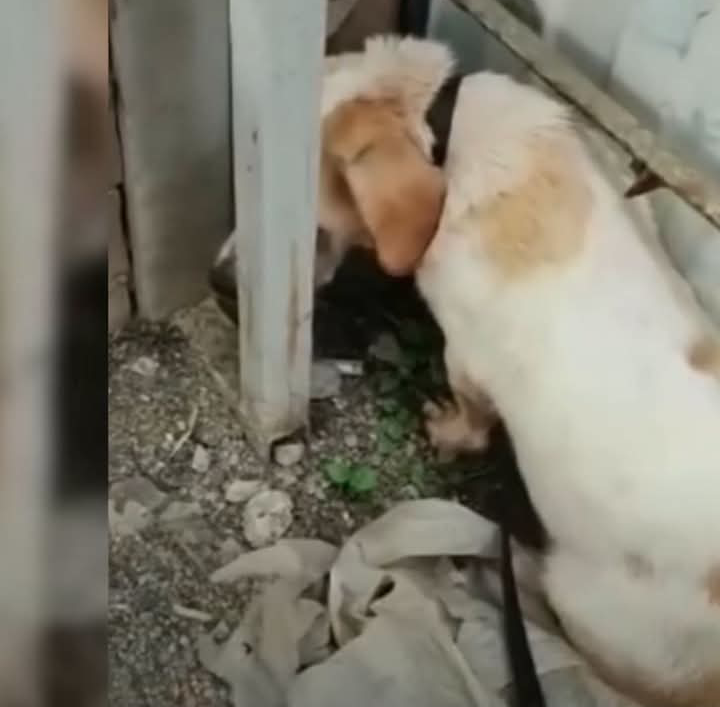 One of the worst things you can do to your dog is to suddenly throw it out on th