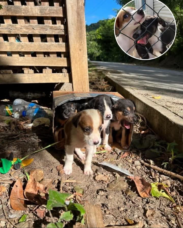 HelpAWS Rescue: Puppies Find Hope Amid Tireless Animal Welfare Efforts