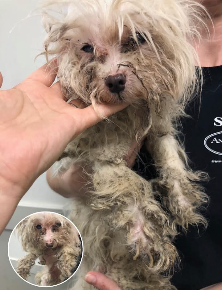 Dog rescuers all over the States deal with countless cases of severe neglect on