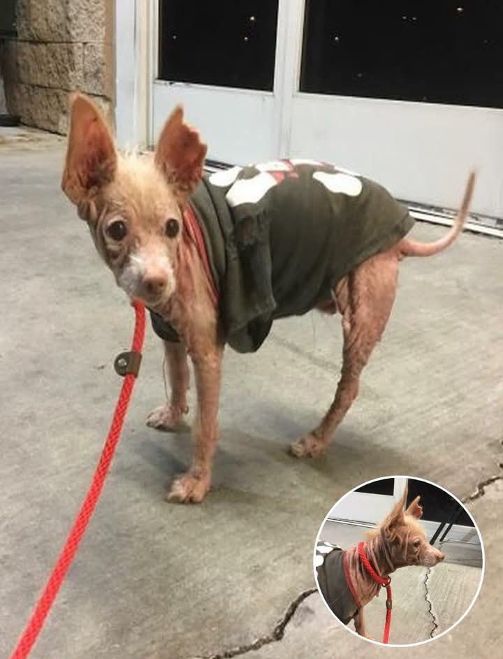 When a little stray pup was admitted to a shelter in Los Angeles, California, th