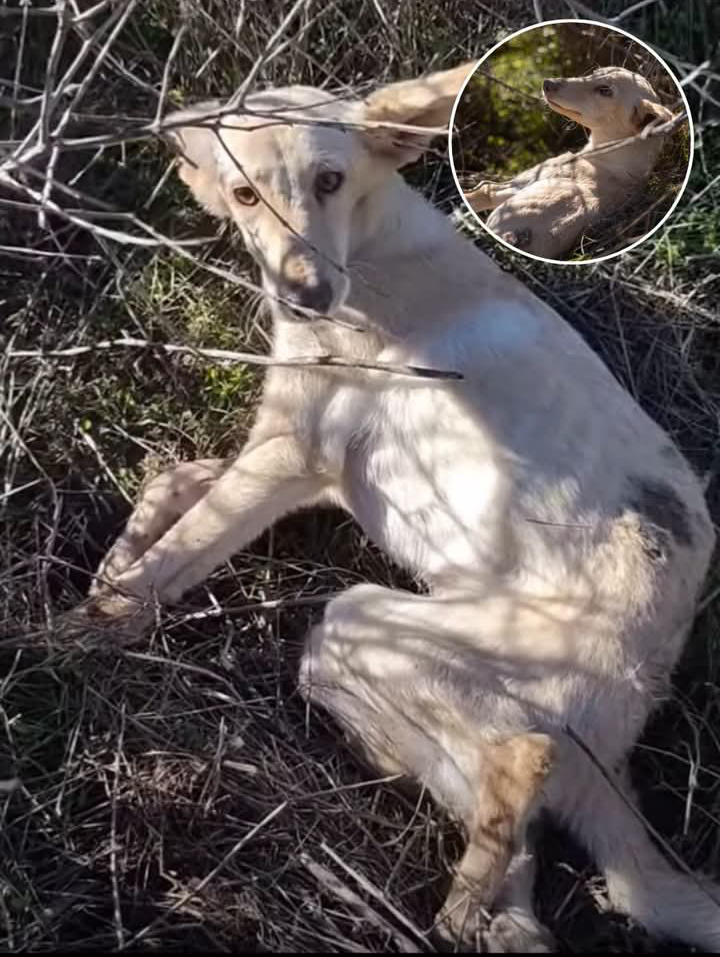 Seeing an injured dog is really one of the most heartbreaking things I have ever