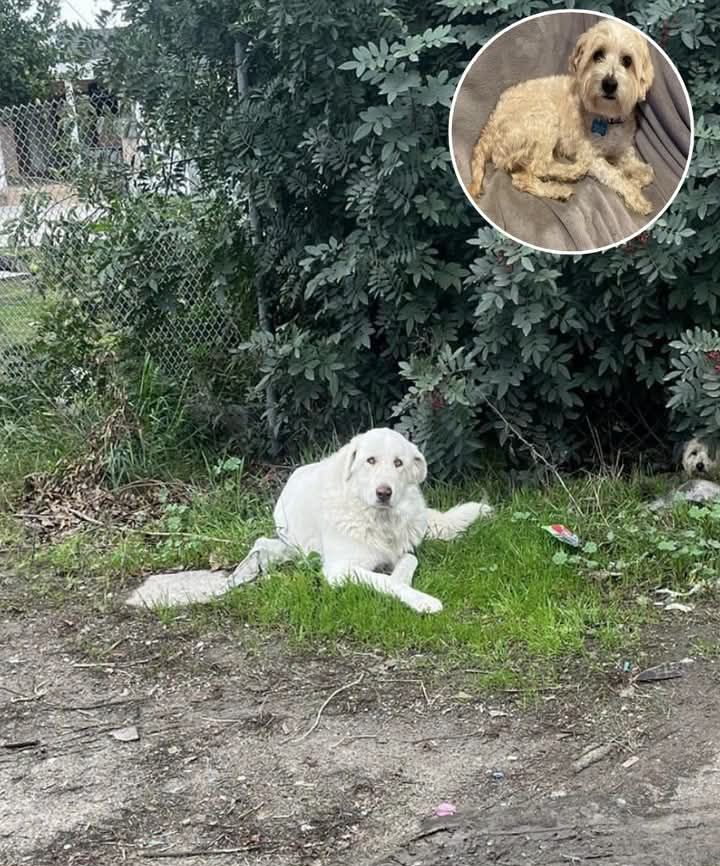 When a driver noticed two dogs running across a busy highway in California, they