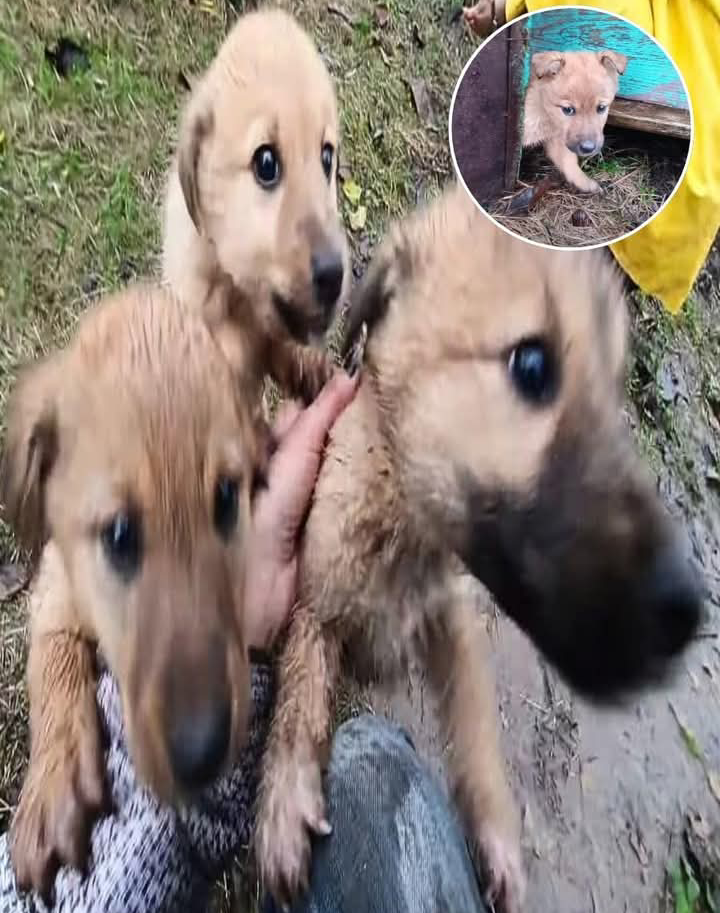 Seeing an abandoned dog struggling alone to survive is probably one of the sadde