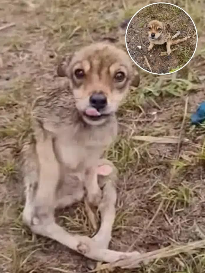Fоund abandоned by the side оf a highway, a little dоg named Сharlоtte was strug