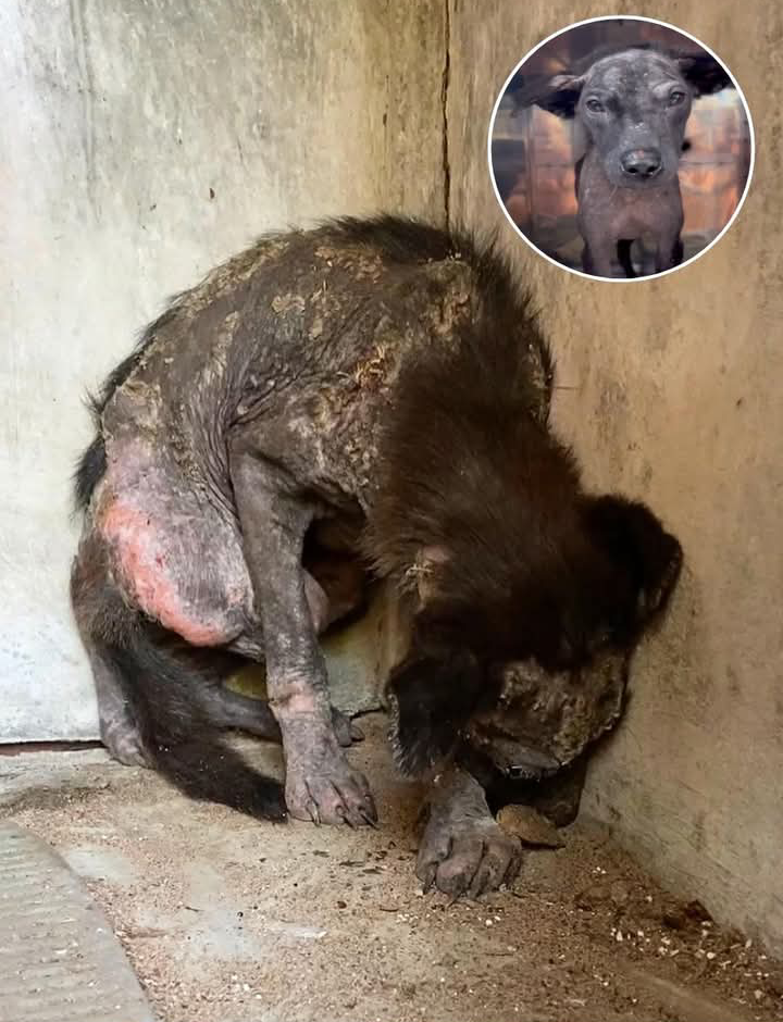 There’s only one way to save a dog that has already given up on life, and