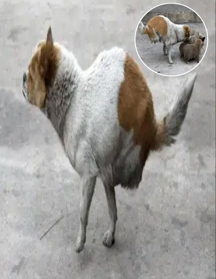 In a touching scene, a stray dog with a missing leg gave birth to a litter of puppies.